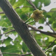 Tambourissa elliptica  Bois de tambour .Bois de bombarde .( étamines dans le réceptacle d'une inflorescence mâle ) .monimiaceae endémique  Réunion (1).jpeg